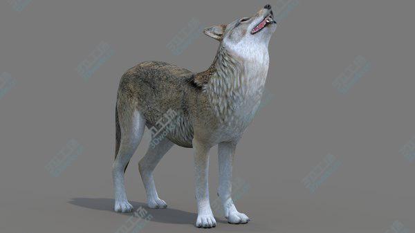 images/goods_img/20210312/Red Wolf Rigged 3D model/4.jpg